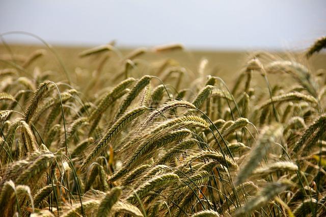Farming landscape in early Britain